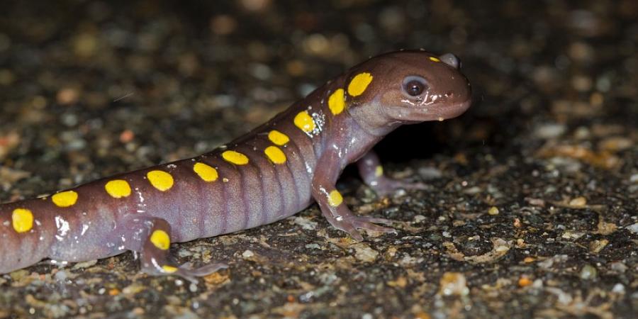 Adirondack Salamanders  Ausable River Association